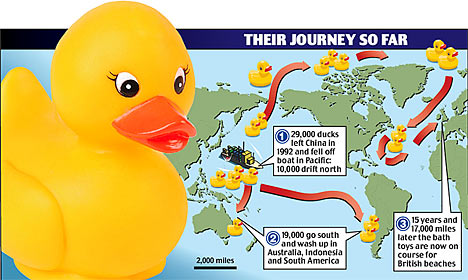 First Year duck map